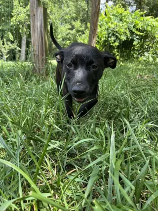 Remy