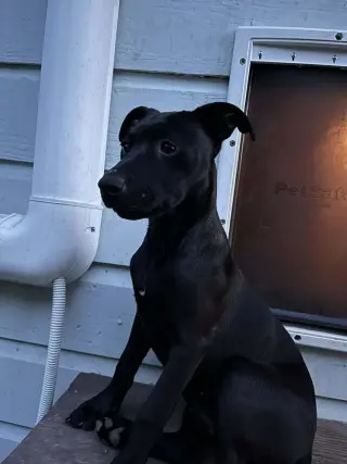 Remy