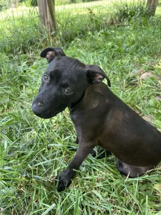 Remy