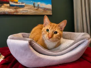 Coco