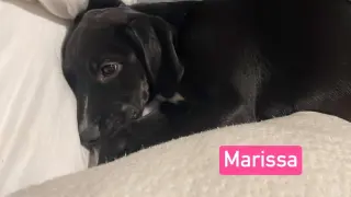 NO  Marissa