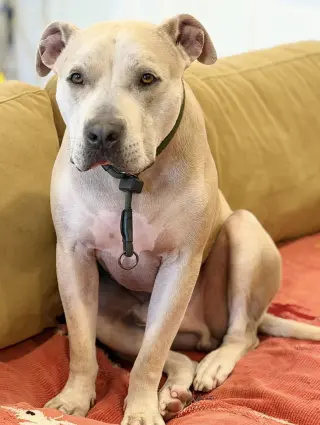 Potato