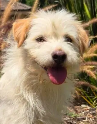 Benji - Adopt Me!