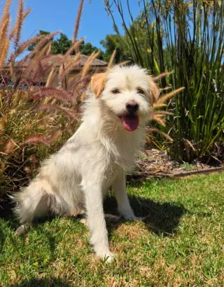 Benji - Adopt Me!