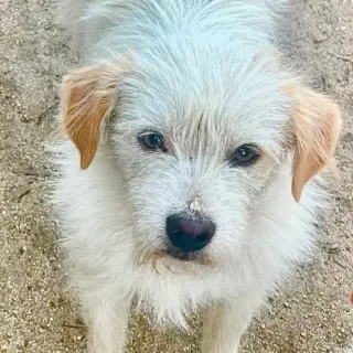 Benji - Adopt Me!