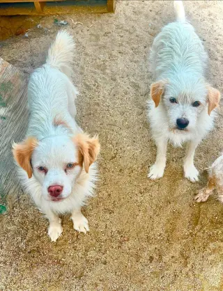 Benji - Adopt Me!