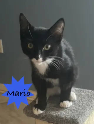 Mario