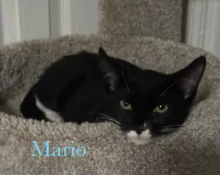 Mario
