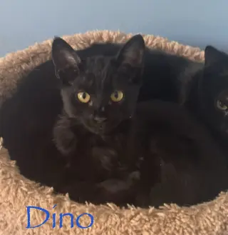 Dino
