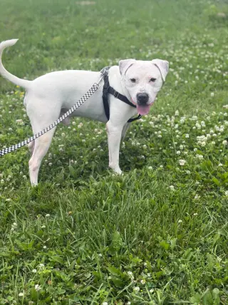 Snoop