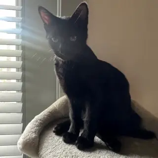 Jade
