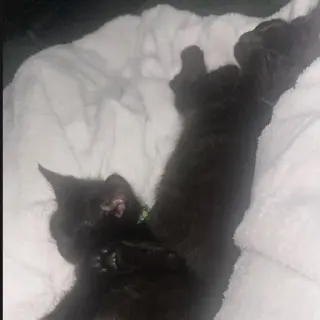 Jade