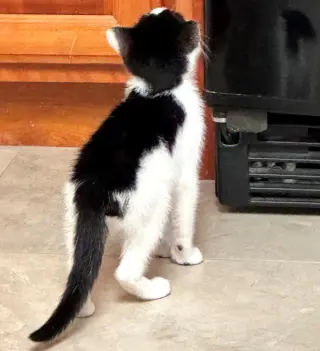Benjamin