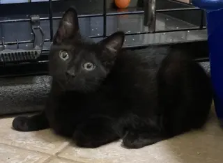 Iris