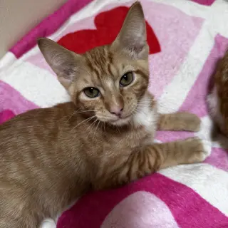 Mocha