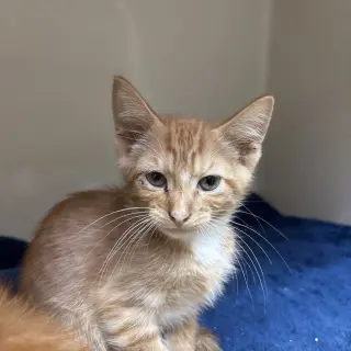 Mocha
