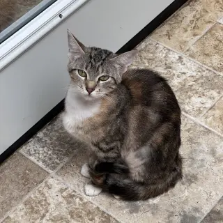 Amy