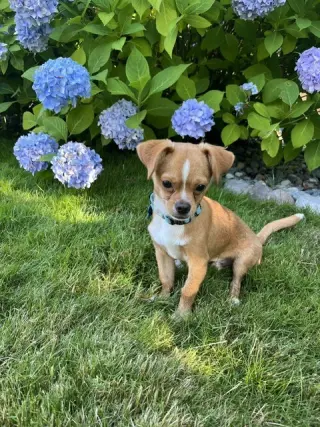 Canelo