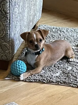 Canelo