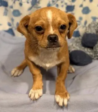 Canelo