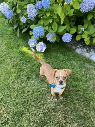 Canelo