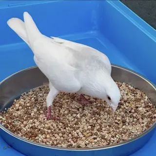 Orville