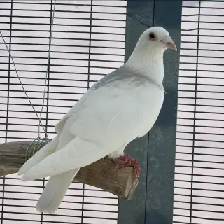 Orville