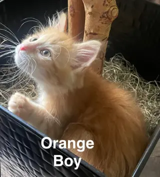 KITTEN KHAOS GROUP