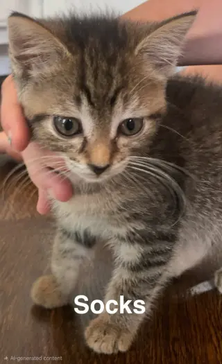 KITTEN KHAOS GROUP