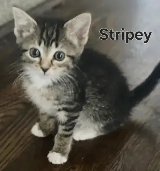 KITTEN KHAOS GROUP