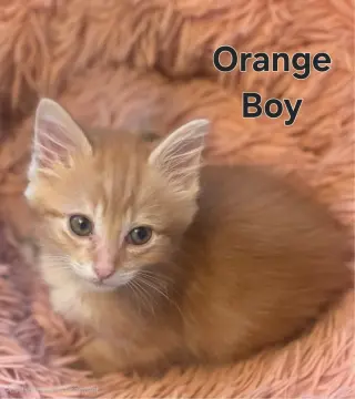 KITTEN KHAOS GROUP