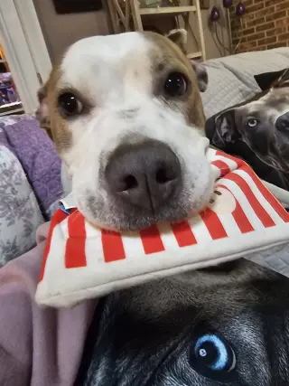 Bella Donna