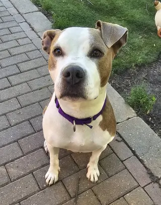 Bella Donna