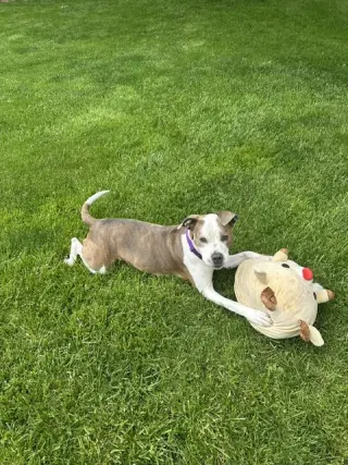 Bella Donna
