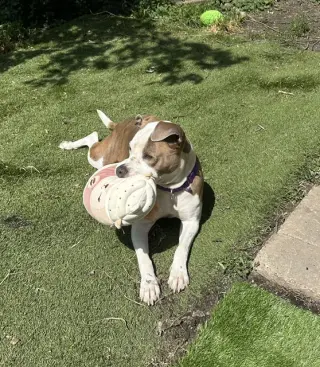 Bella Donna
