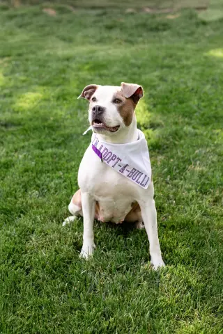 Bella Donna