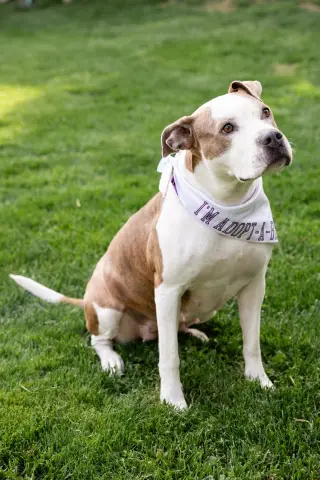Bella Donna