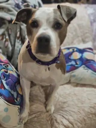 Bella Donna