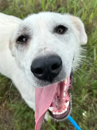 Independence aka Indie
