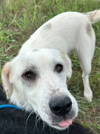 Independence aka Indie