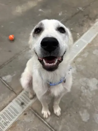 Independence aka Indie
