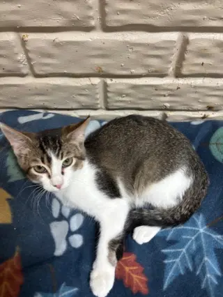 Dewey