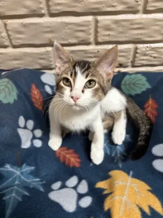 Dewey