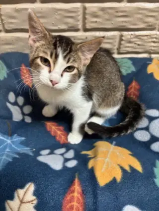 Dewey