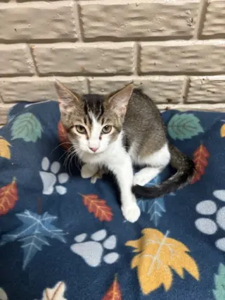 Dewey