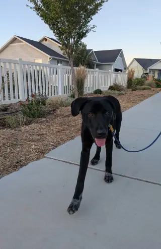All American Kai