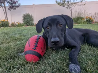 All American Kai