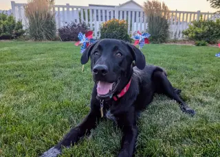 All American Kai