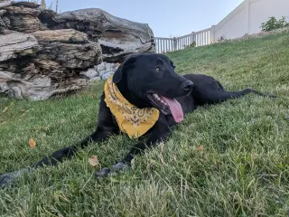 All American Kai