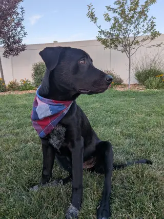 All American Kai